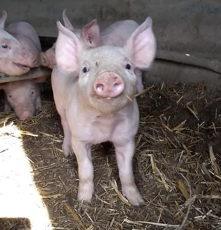 La Ferme Du Bouton D'or Nocleg ze śniadaniem Vendranges