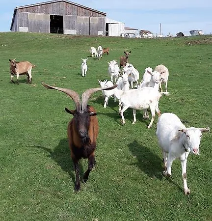 La Ferme Du Bouton D'or 3*